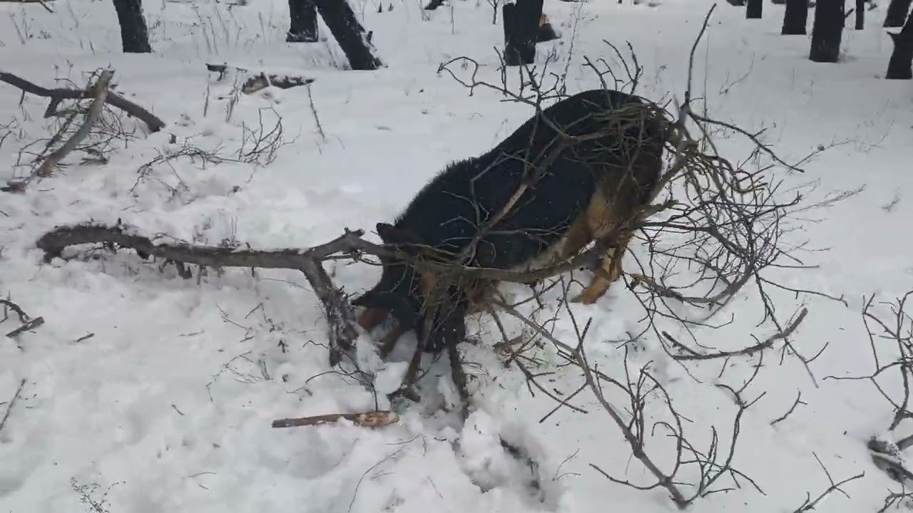 Немецкая Овчарка Майер 25 февраля 2026 г.