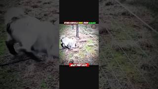 Electric Fence Stops Everyone Except This Elephant