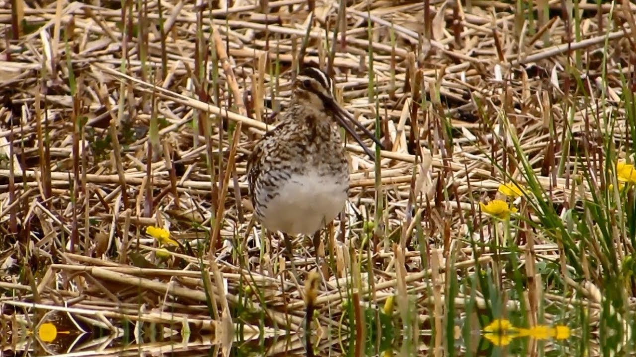 Bird sound: Call Common snipe, Burung Berkek Ekor Kipas  