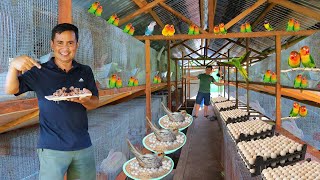 Raising hundreds of exotic birds Newly hatched African Lovebird│What is it like to live on a farm