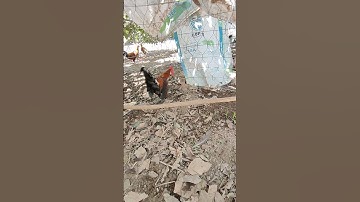 trống điều tơ🐓 #thứcgàrừng86 #gàrừngrặc #gàrừngtaitrắng