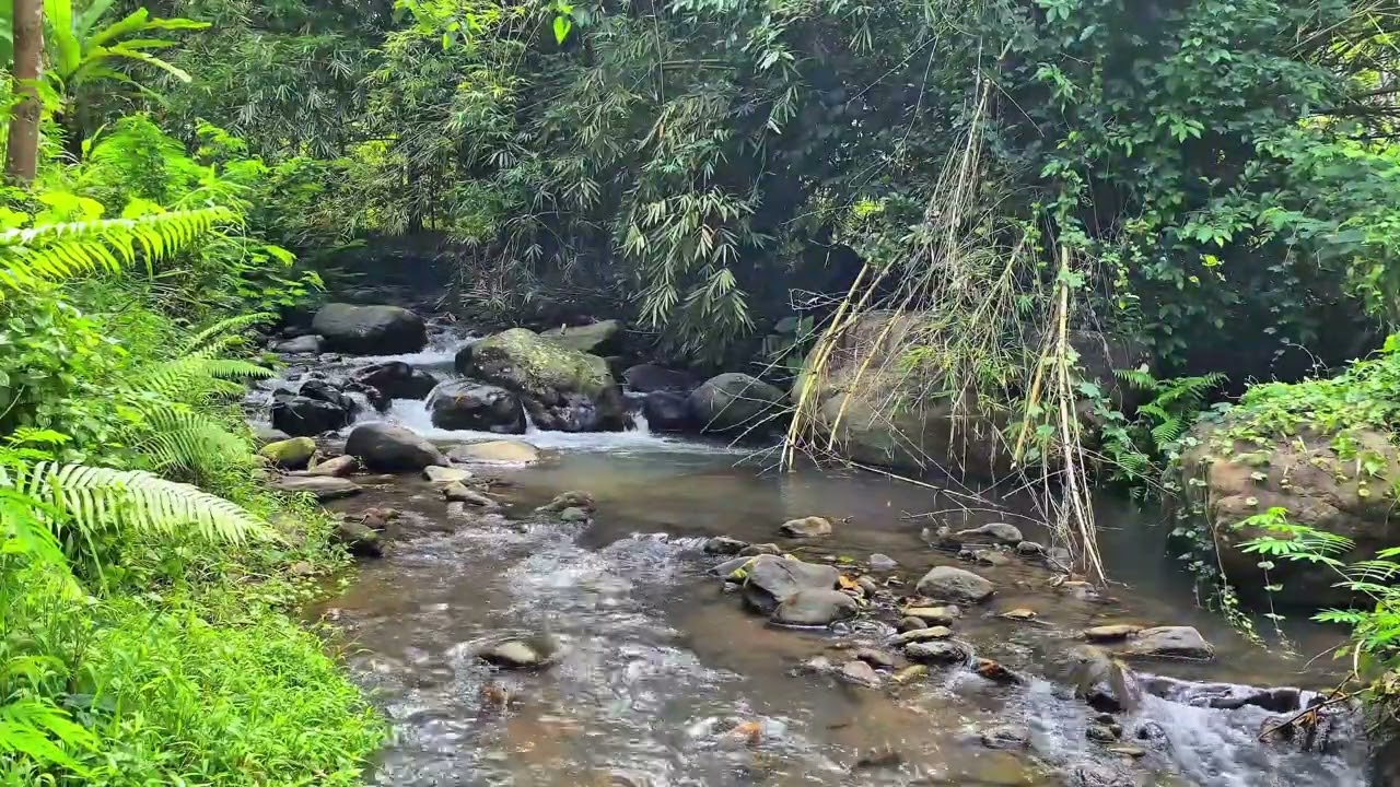 🌙 Quiet The Noise 🍃 Tranquil Stream Sounds For Rest