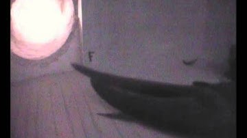 Binnenkomst paartje Gierzwaluwen observatiekast F, 17 juni 2014