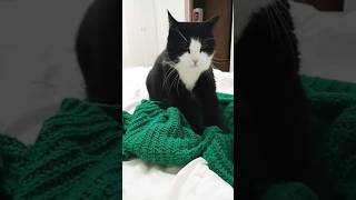 #catmemes #cat #love #chat #pets #catmemes #memesvideo #subscribe #likeforlikes