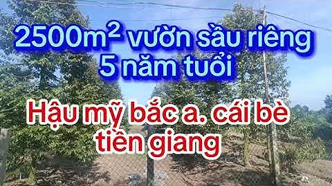 VƯờN SẦU RIÊNG ĐẸP BÁN TRONG THÁNG. 2500M² HẬU MỸ BẮC A. CÁI BÈ. TIỀN GIANG. 1,4 TỶ HẾT ĐẤT