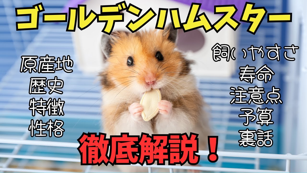 大量繁殖】ヤワゲネズミの繁殖について【赤ちゃん激かわ】 - YouTube