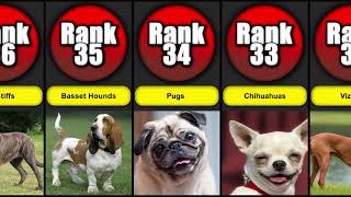 Top 40 Most Popular Dog Breeds in America | Dog List by Paws & Plays 393 views 5 months ago 2 minutes, 41 seconds
