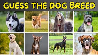 Guess The Dog Breed Quiz | Dog Quiz