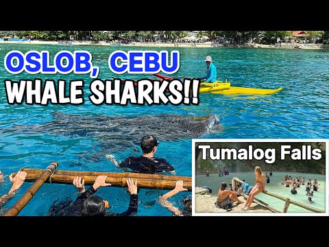 Video: Sechs Aktivitäten in Oslob, Cebu