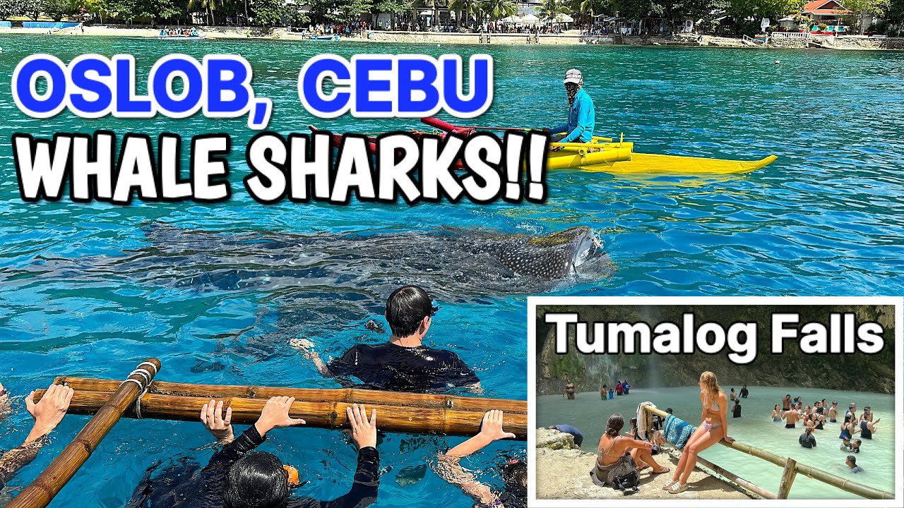 CEBU, PHILIPPINES!! Swimming with WHALE SHARKS in Oslob + Tumalog Waterfalls Tour