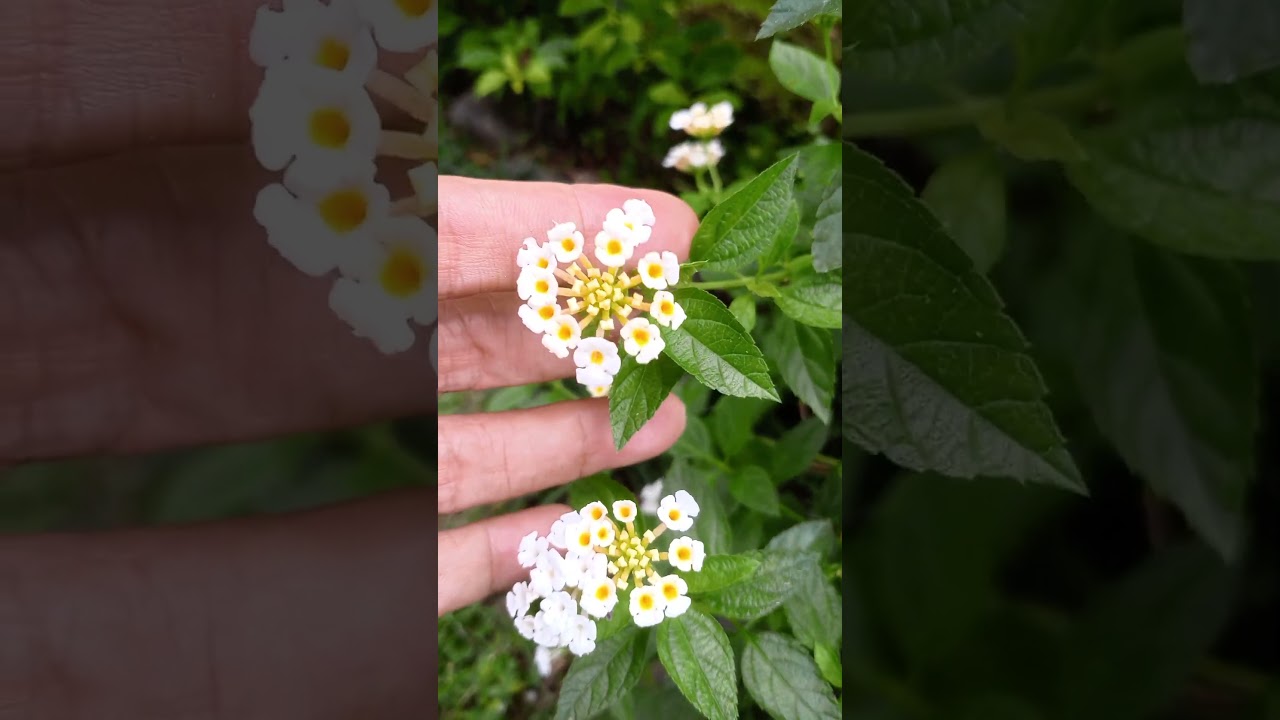 TEMPUYAK, manfaat tanaman hias@laskartaru