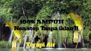 Masteran Kenari Paud ampuh dan terapi air