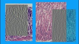 61B6D81FFAF9E2C6780668ED3D0D31#1