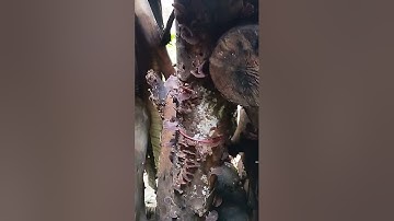 Anh Thăng Chia Sẻ Cách Trồng Nấm Mộc Nhĩ Đơn Giản Nhất Mà Hiệu Quả Cao