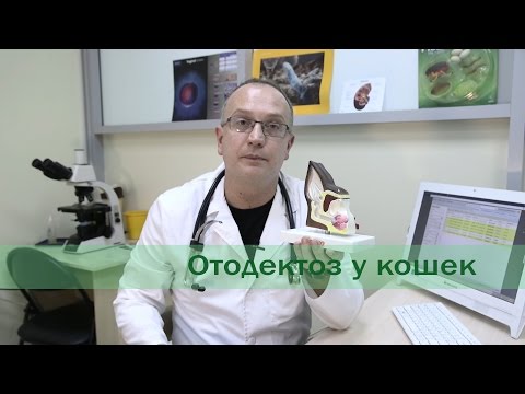 Отодектоз у кошек