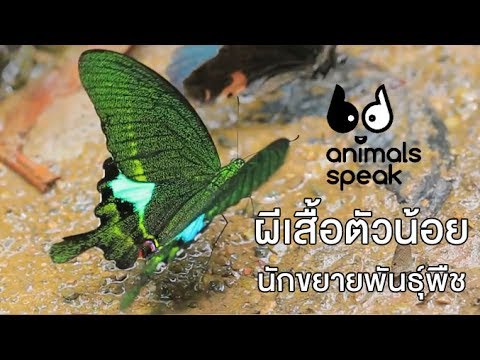 ผีเสื้อตัวน้อย นักขยายพันธุ์พืช : Animals Speak [by Mahidol]