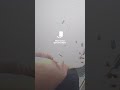 Policía Montado a Caballo Detiene a Sospechoso de Robo