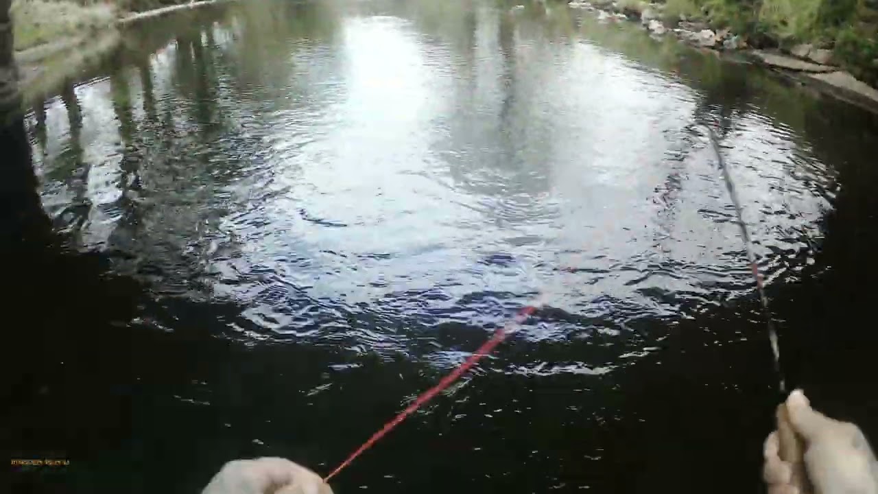 Chasing wild brown trout on the dry fly, SCOTLAND