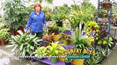 Low Light Plants for the Home or Office - Ferns, Taro Plants