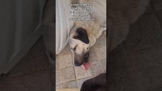 Talaz Le Kangal Fainéant