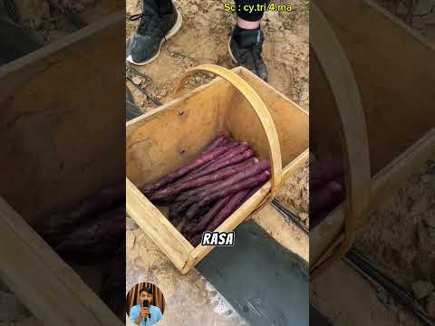 cara panen asparagus ungu