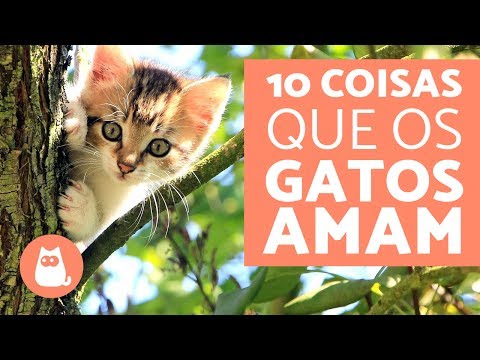 Vídeo: O Que Os Gatos Amam