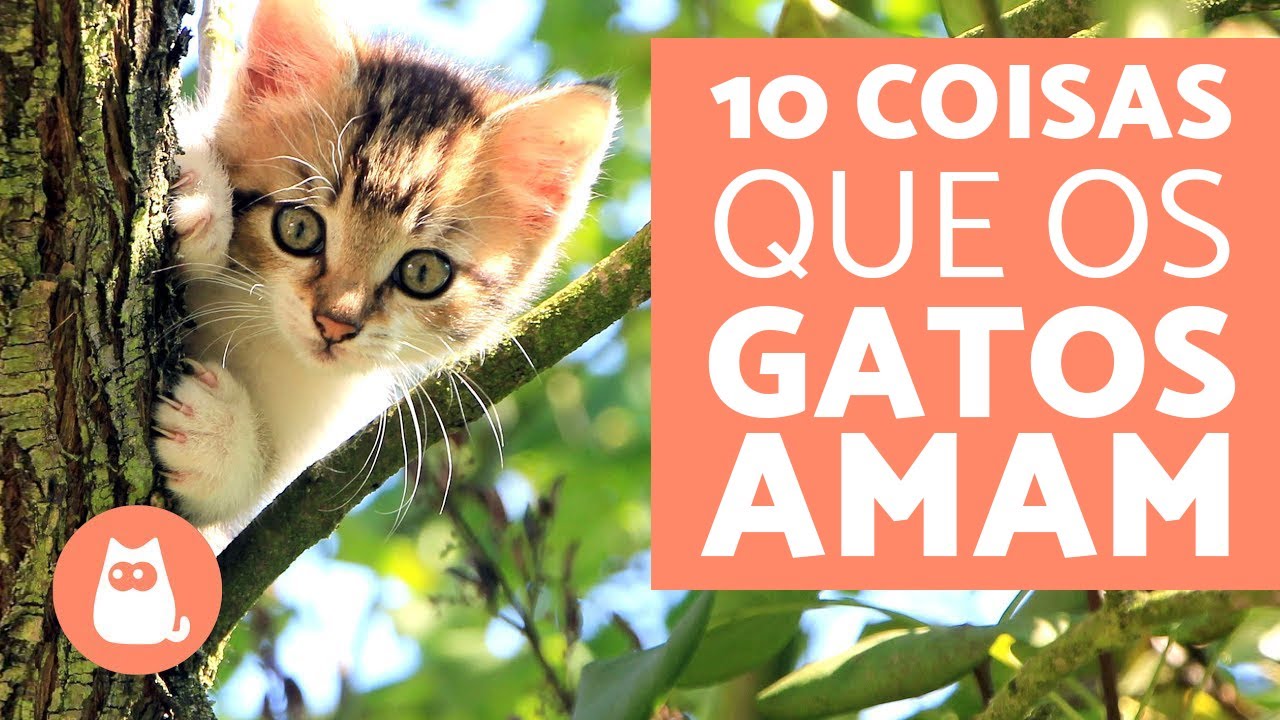 Vídeos engraçados de gatinhos muito top por alguns minutos aproveite  bem….pdf