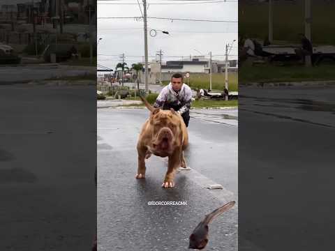 Vídeo: Os seres humanos pensaram que os cães eram tão agradáveis que os domesticamos duas vezes