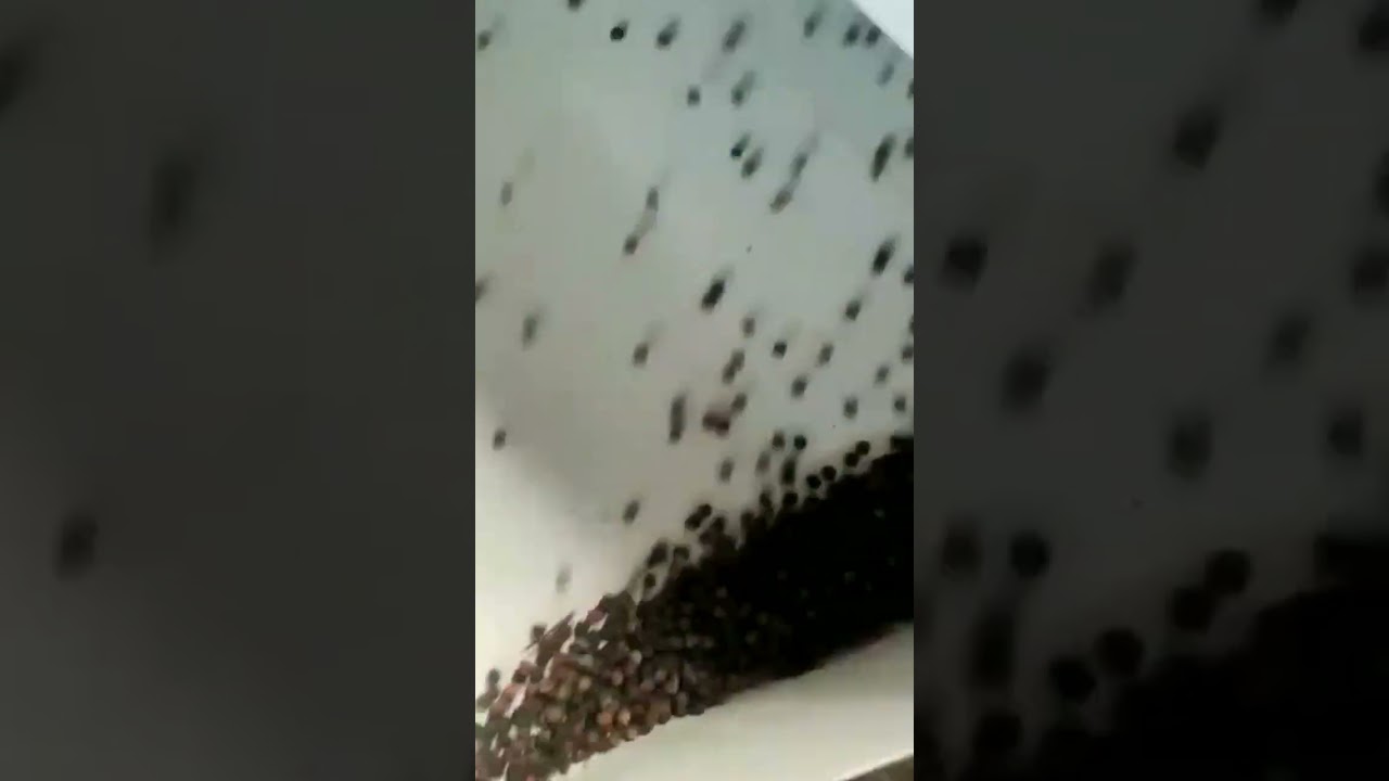 Pepper grader machine 500kg per hour 