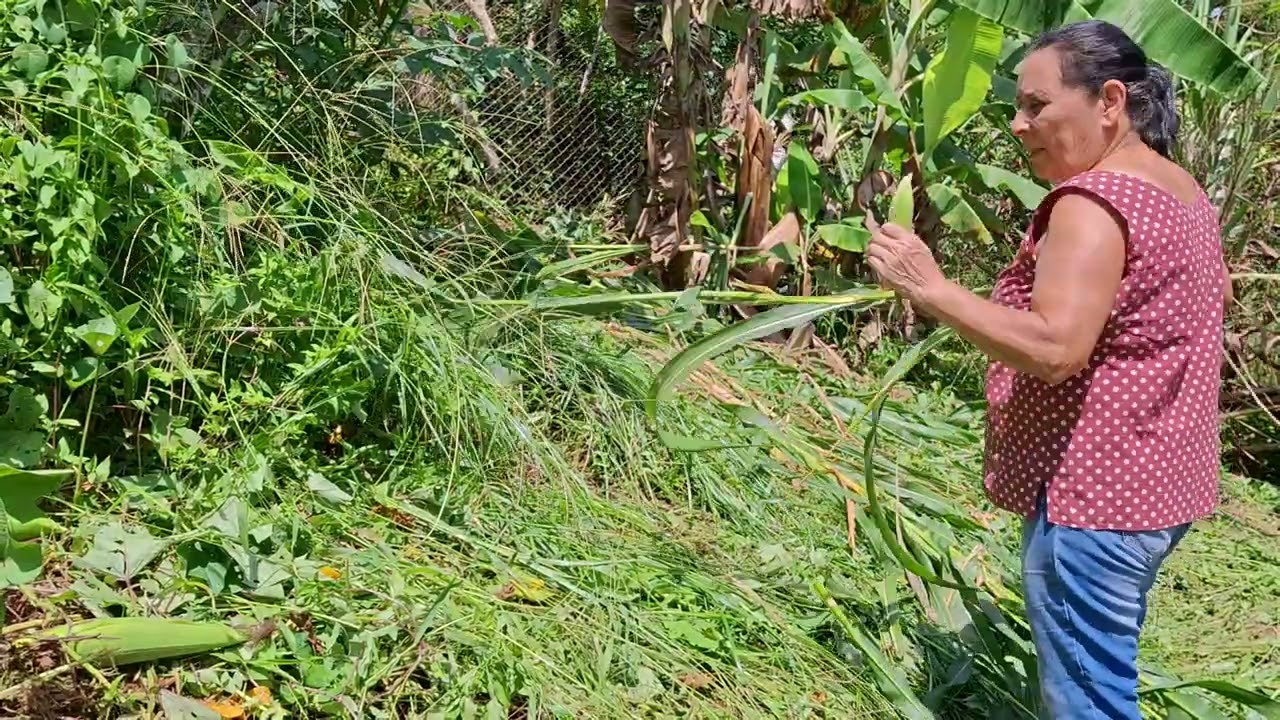 Aproveitando  o feriado  pra limpar  o pomar. 
