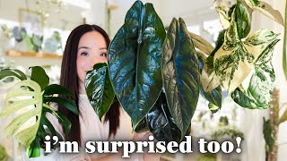 10 houseplants i’m obsessed with right now🌿 | summer favorites
