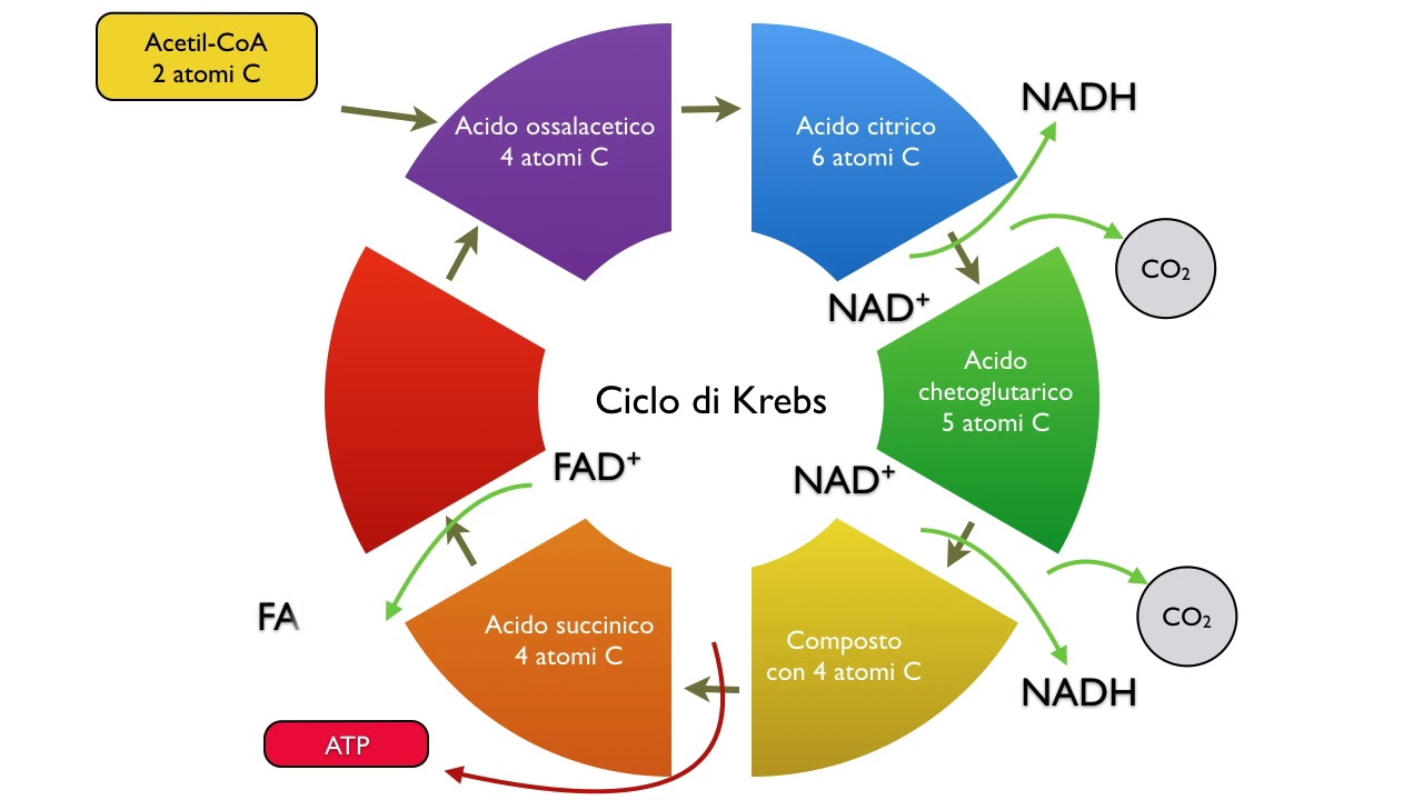 Ciclo di Krebs YouTube Ciclo di Krebs YouTube