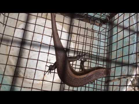 Video Bẫy rắn mối - youtube
