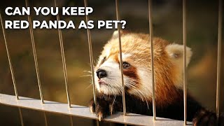 Red Pandas as Pets? | Everything You Should Know About Red Panda by Petopedia 202 views 4 months ago 7 minutes, 12 seconds