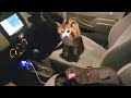 連れて帰る気１００００%車とお別れ