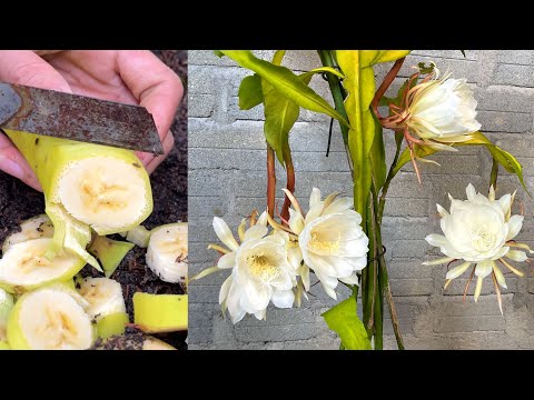 How The Night Blooming Cereus Plants Blooms | Night Cactus