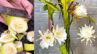 How the Night Blooming Cereus plants blooms | Night Cactus