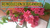 JAZMIN DEL CABO REPRODUCCION DEL JAZMIN DEL CABO O GARDENIA - YouTube