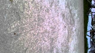 VID-20130809-00000