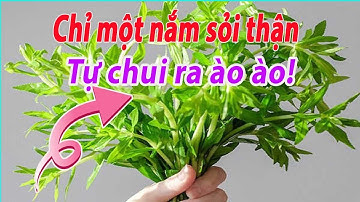 Cây thuốc nam trị sỏi thận sạn thận hiệu quả bất ngờ chỉ trong 3 ngày từ Rau om (cây rau ngổ)