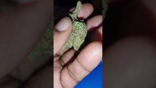 Visual Strain Review: Cookies N Creme 🍪  by Elyon. 🔥🔥🔥