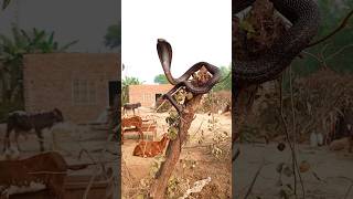 indian tree snake|| blacke rat snake in pakistan