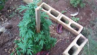 Loyal2dasoil#plant update