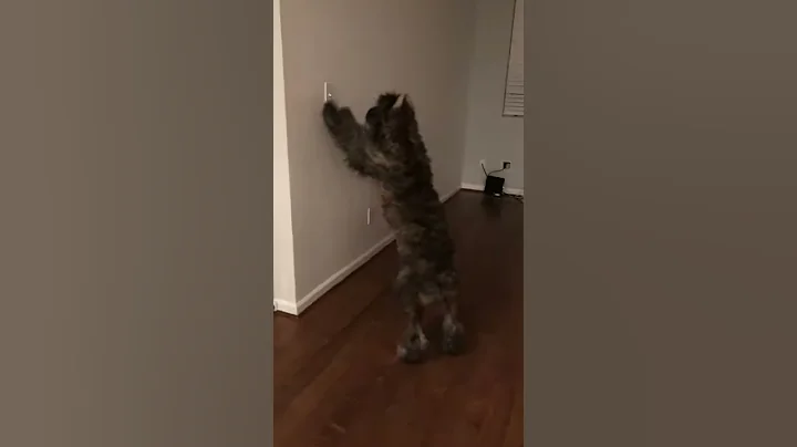 You dingdong that's a nail, not a fly - Bouvier pu...