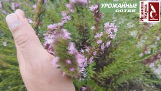 видео: Потрясающее растение ИССОП!Красивое, ароматное, лечит кашель и варикоз, привлекает шмелей и пчел! картинка: Потрясающее растение ИССОП!Красивое, ароматное, лечит кашель и варикоз, привлекает шмелей и пчел!