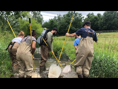 Summer Research - Environmental Pollutants&#039; Effect on Longnose Dace
