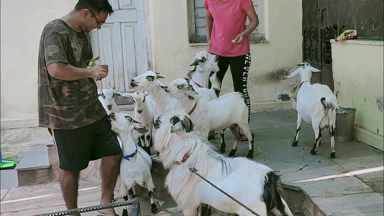 Rare Bantam Goats! 26| Rare Happy Hearts