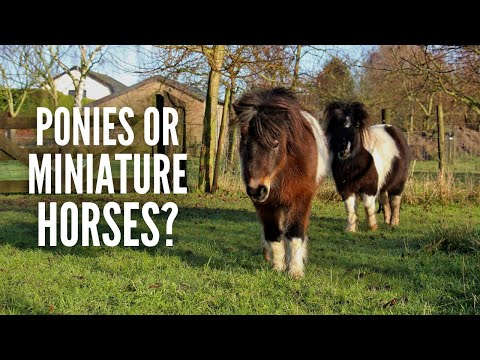 What's the Difference Between a Pony and a Miniature Horse? 
