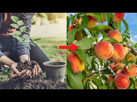 فيديو: زراعة أشجار الخوخ: كيفية زراعة شجرة الخوخ