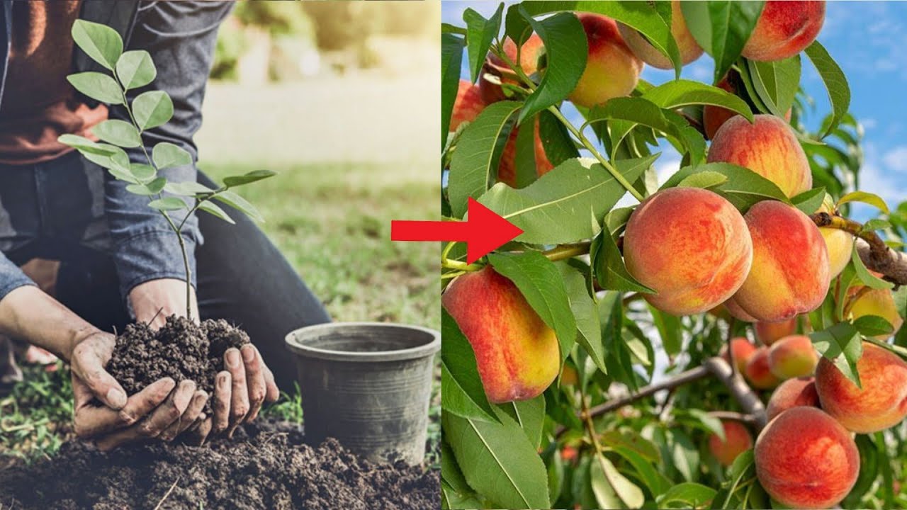 شاهد كيفية زراعة شجرة الخوخ بطريقة فريدة من نوعها ولأول مرة طريقة عبقرية لن تخطر على بالك